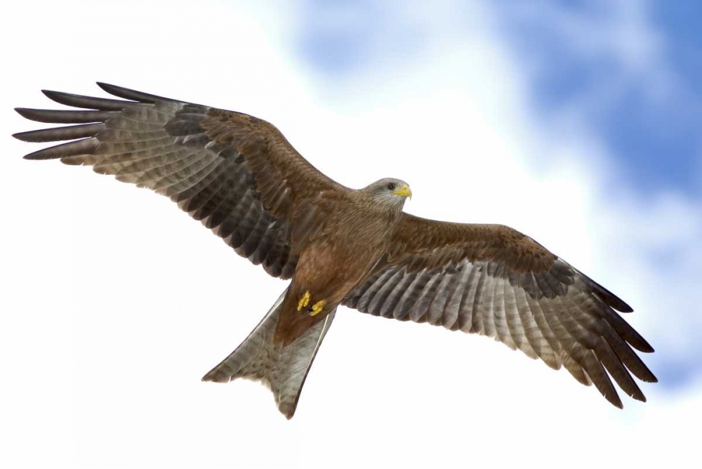 Tanzania Detail of yellow-billed kite in flight